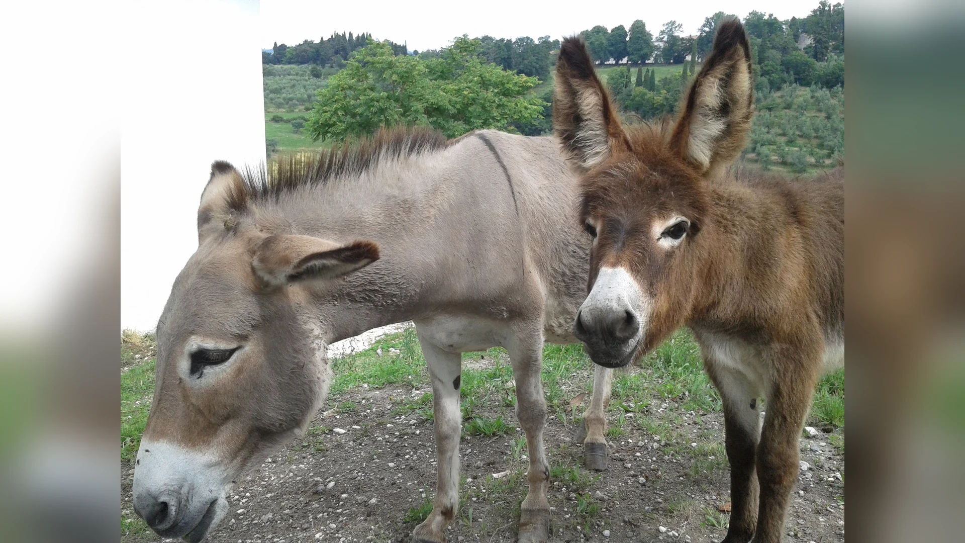 Animali dell'azienda agricola Corte Maccini, Verona